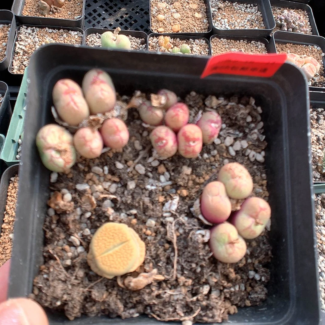 【闪购商品】2-18-14 肉锥1盆 30