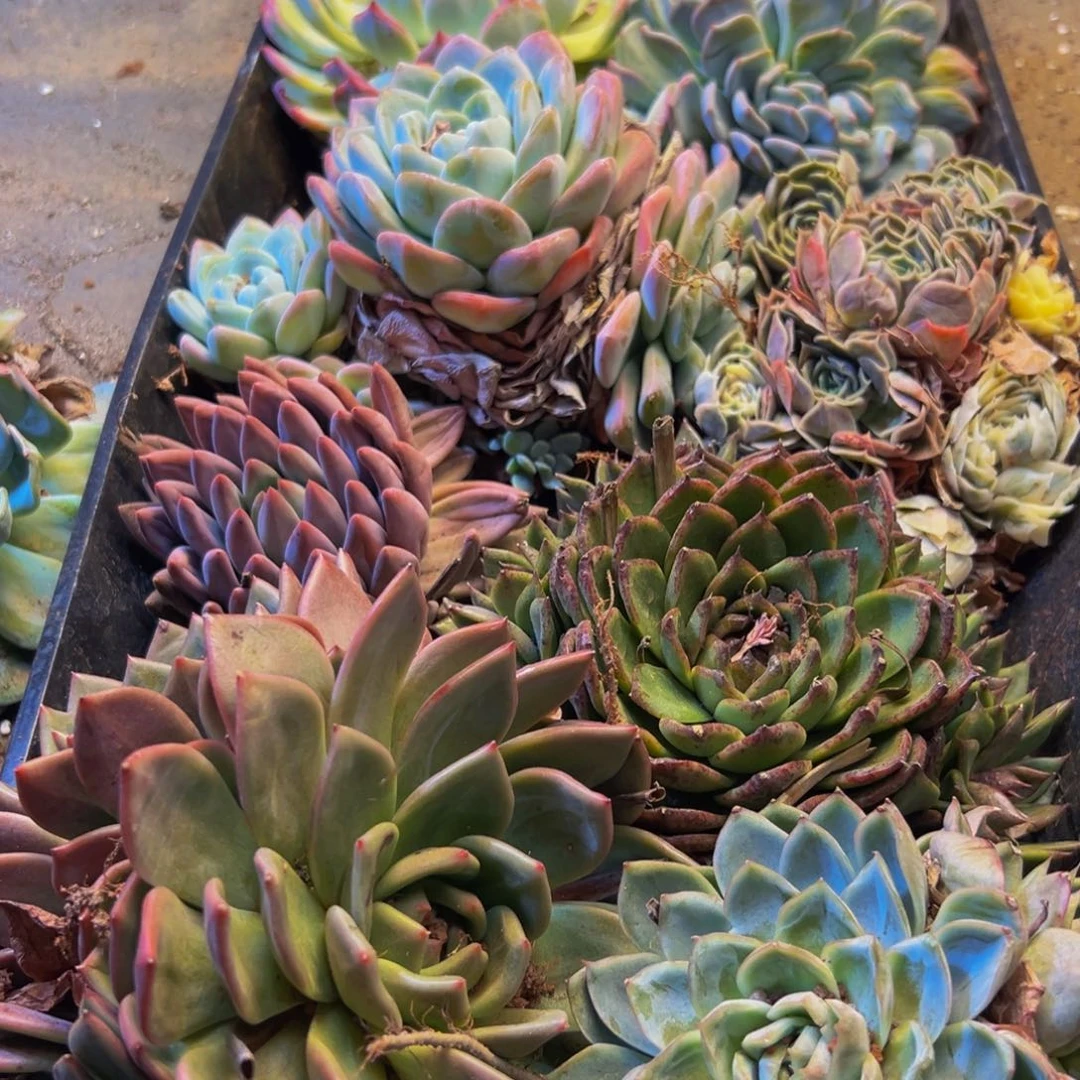 468多肉葡萄的价格是多少