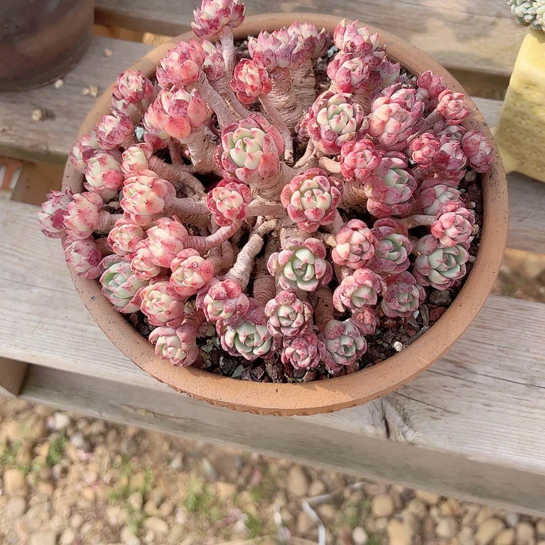 臭*宝娜娜小勾多肉植物脱土