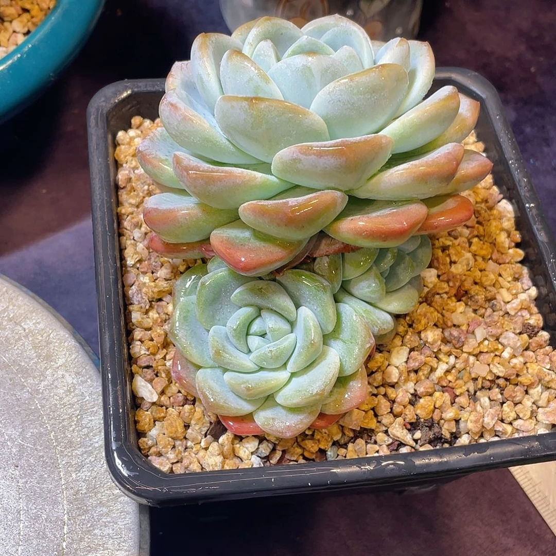 多肉植物脱土包邮