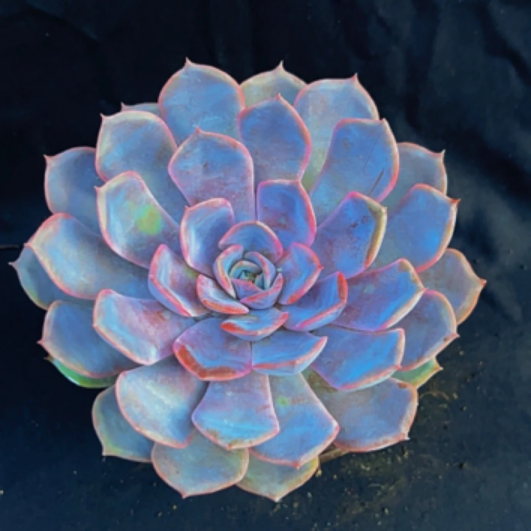 菲欧娜莲花多肉植物老桩盆栽适合新手室内阳台绿植