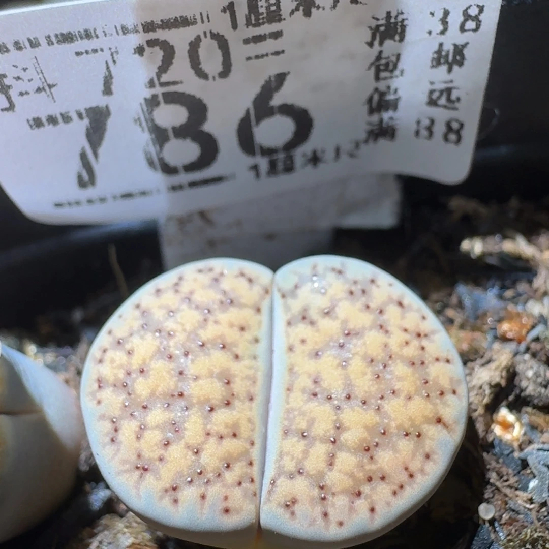 Sss精品便宜出786
