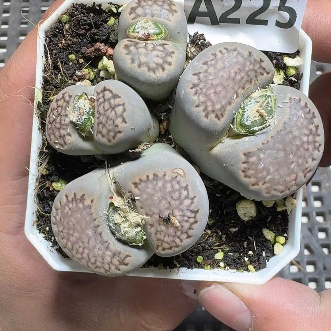 225 多肉植物多肉植物