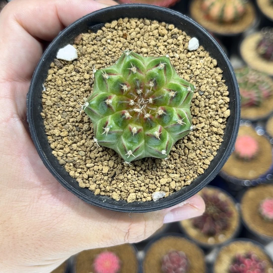 白轮回——————————