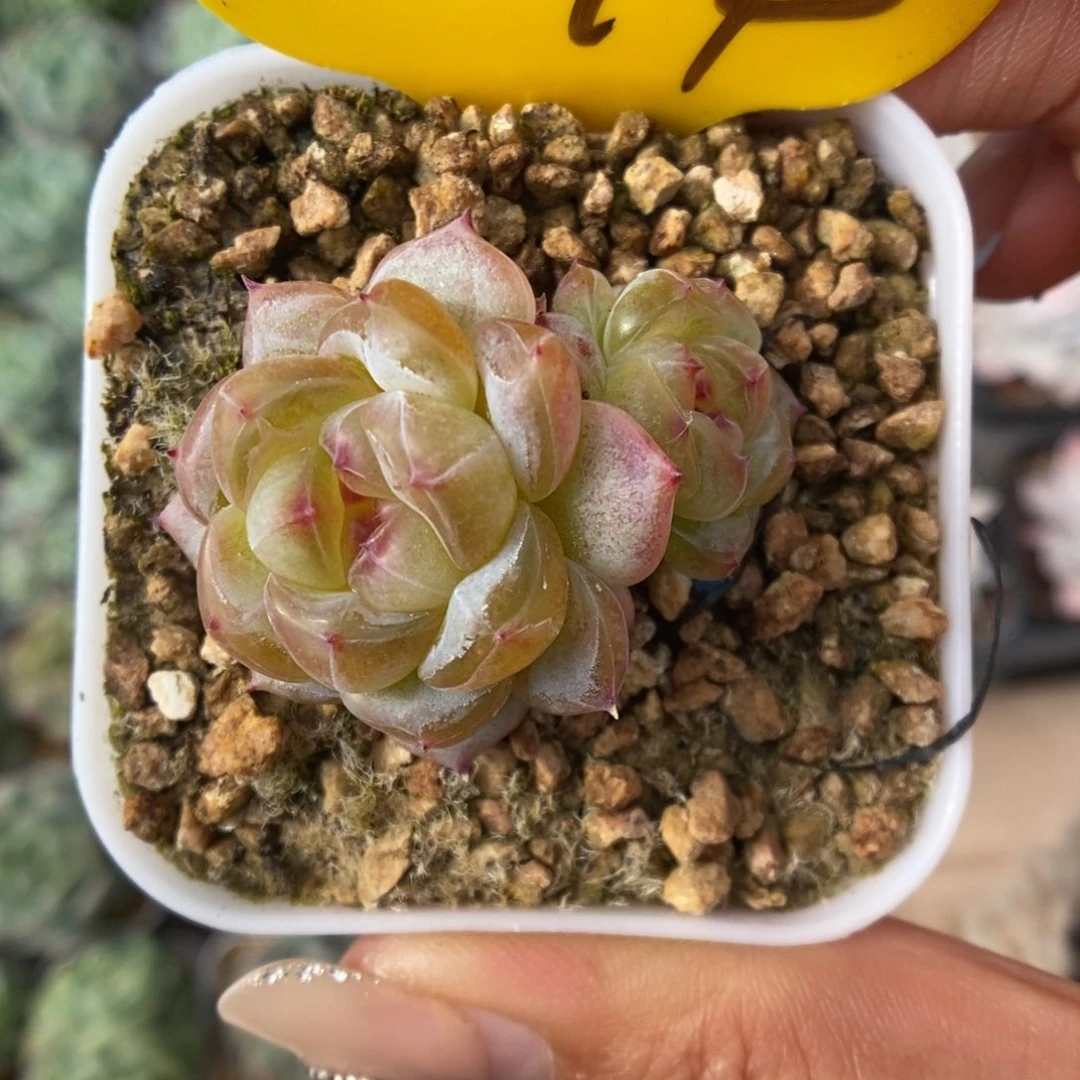 橘***糖甜心可拍1044号。