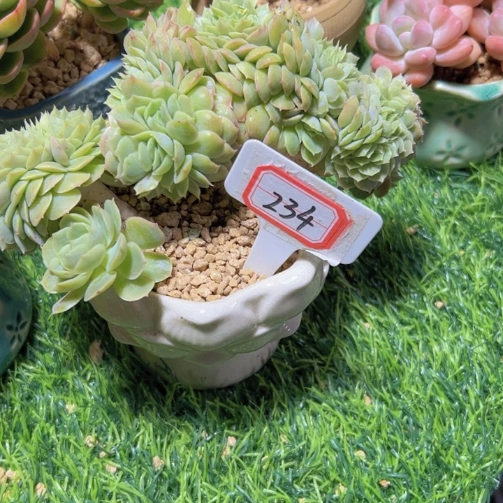 ****ぷ234昂斯洛缀一物一拍19.9