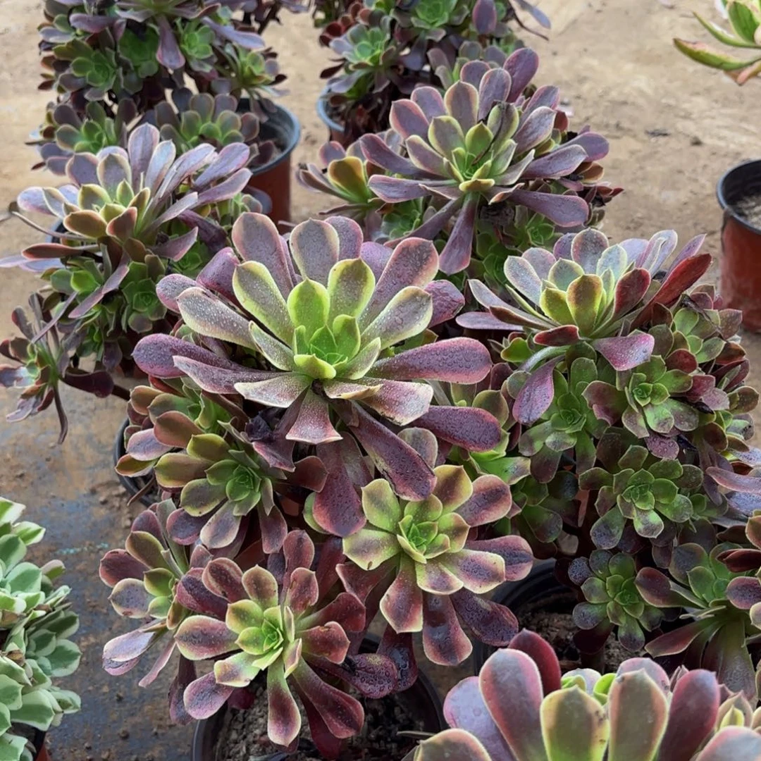 欧嘉莉手捧12.8多肉植物