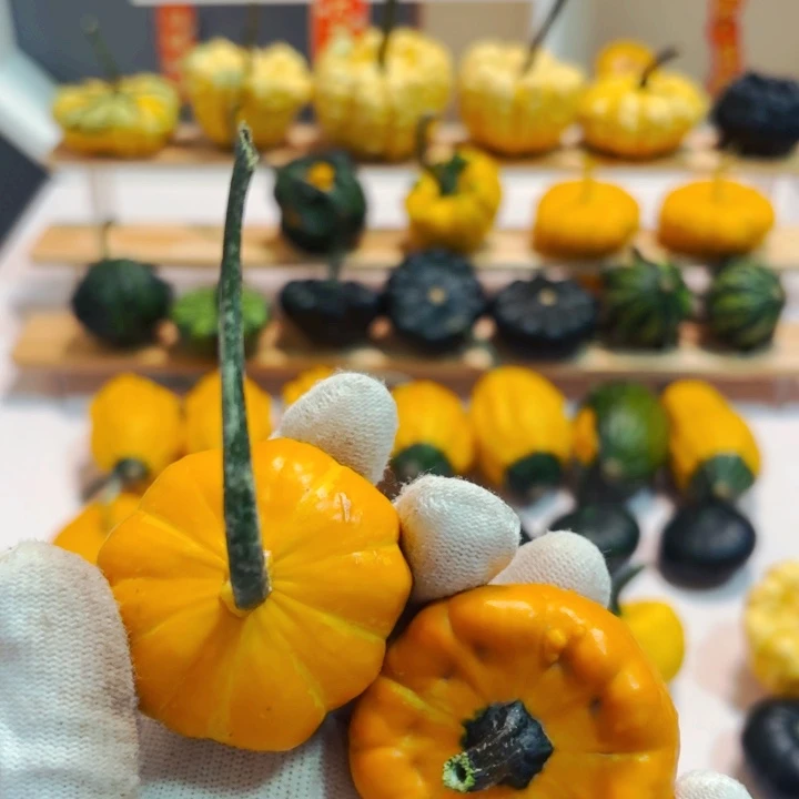 荒**狼墨西哥七彩葫芦青皮