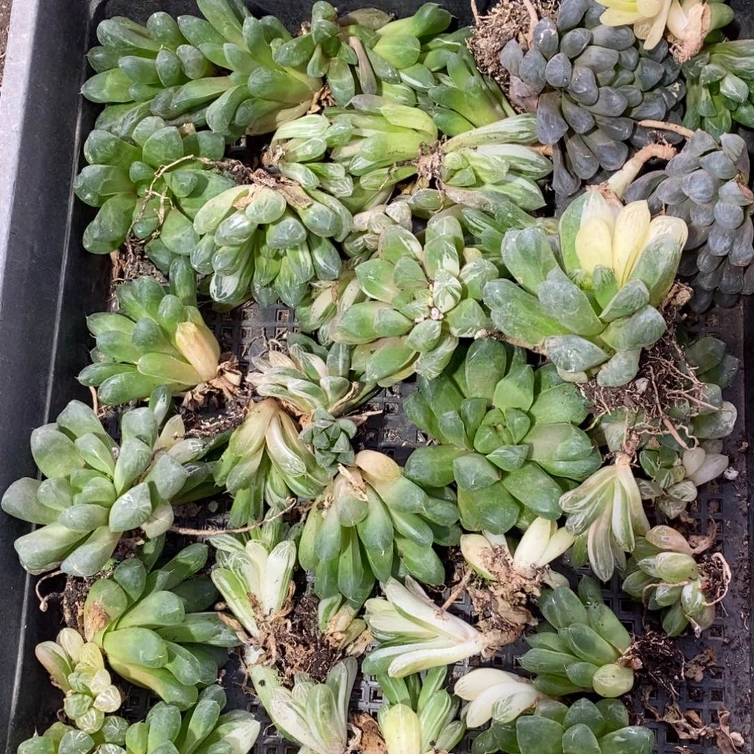 一颗苏皇雨露锦 整点福利