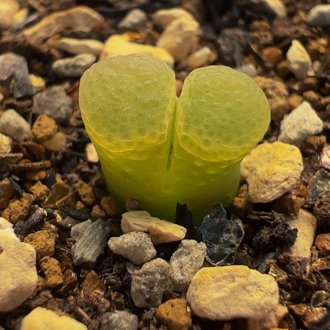 241多肉植物种类多样