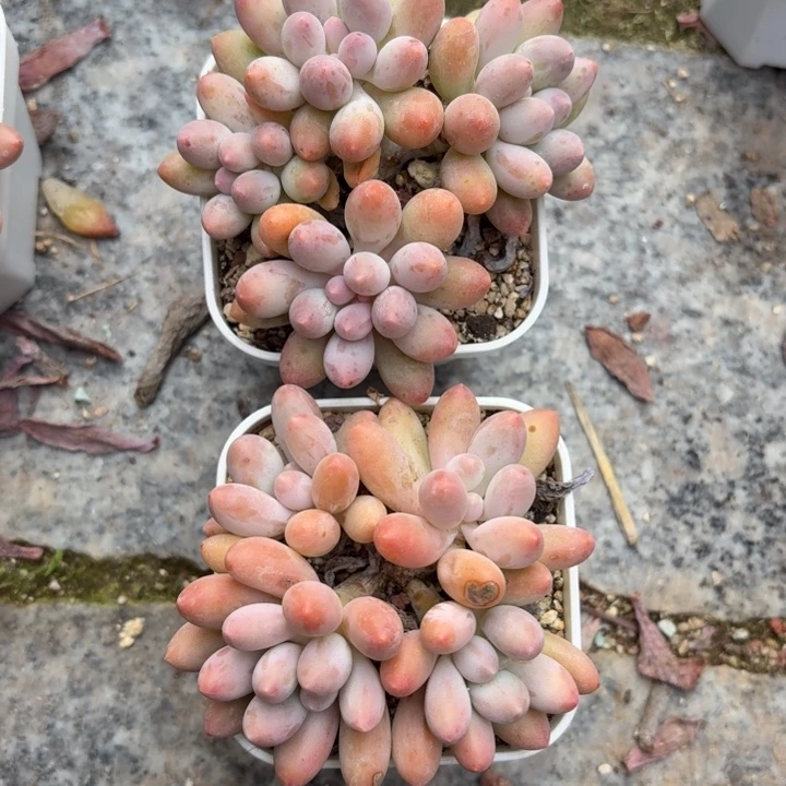 多肉植物汤圆群生