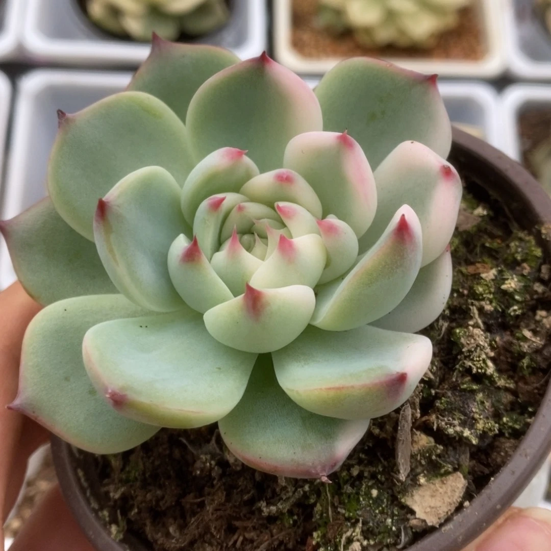 467锦锦锦锦锦锦锦锦