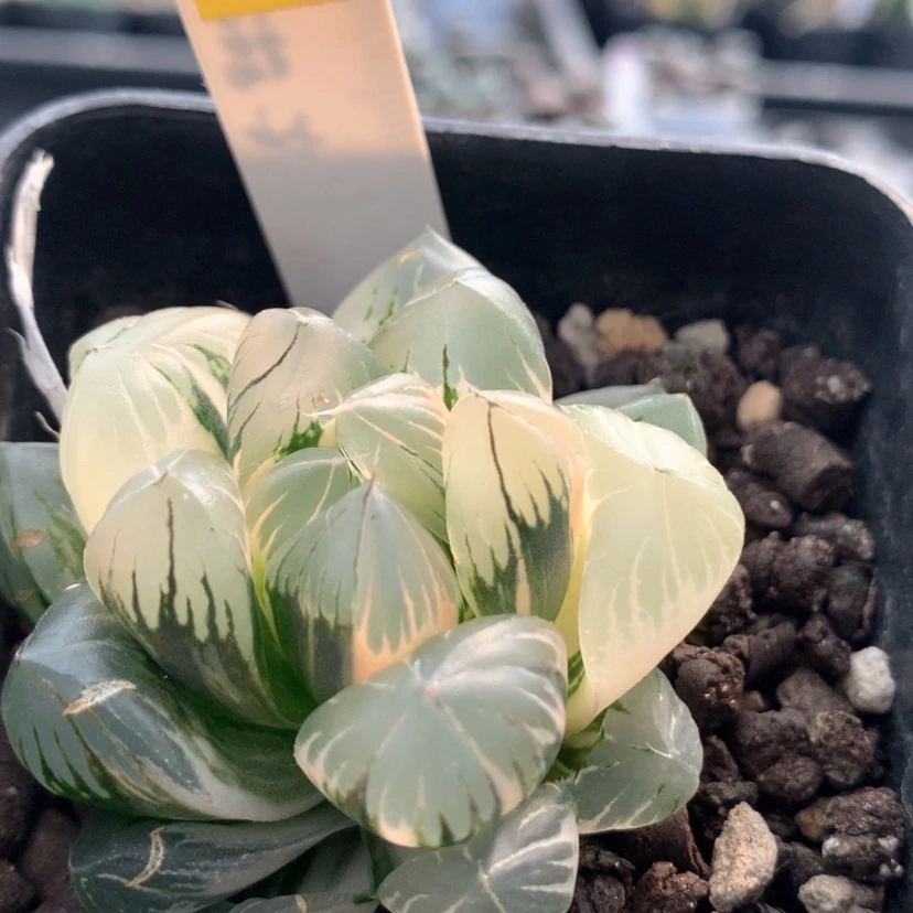 【闪购商品】433水晶杂冰川