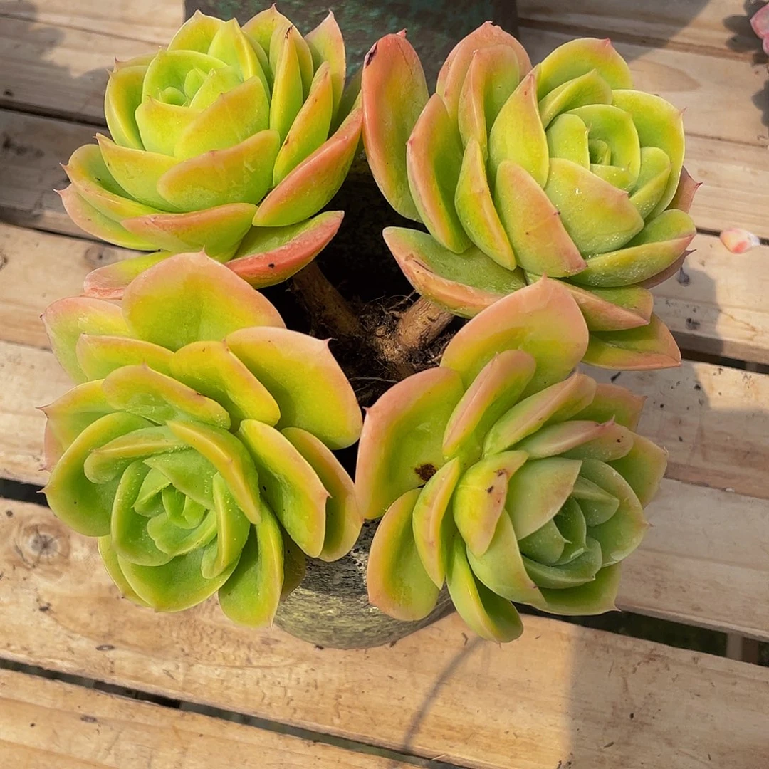 洋***团辛纳塔多肉植物群