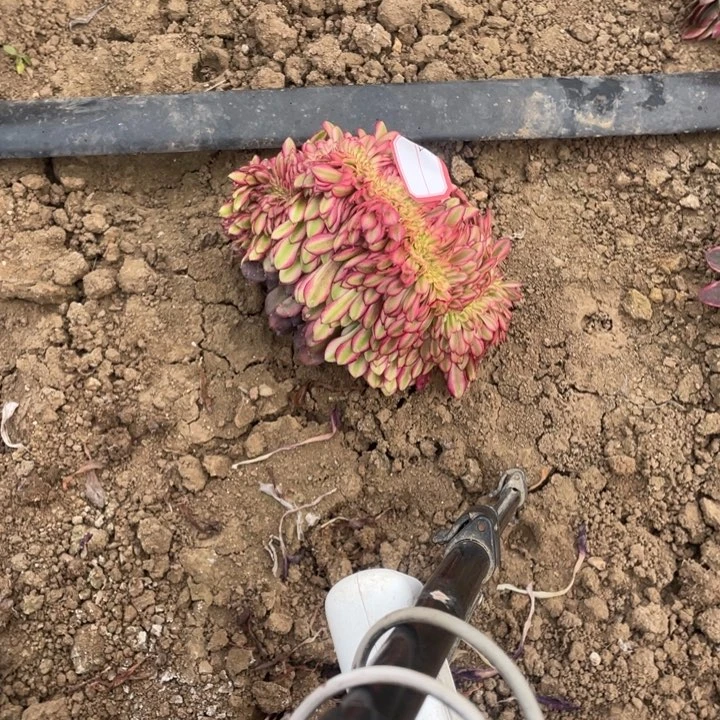 安*多肉月蝉小缀化05