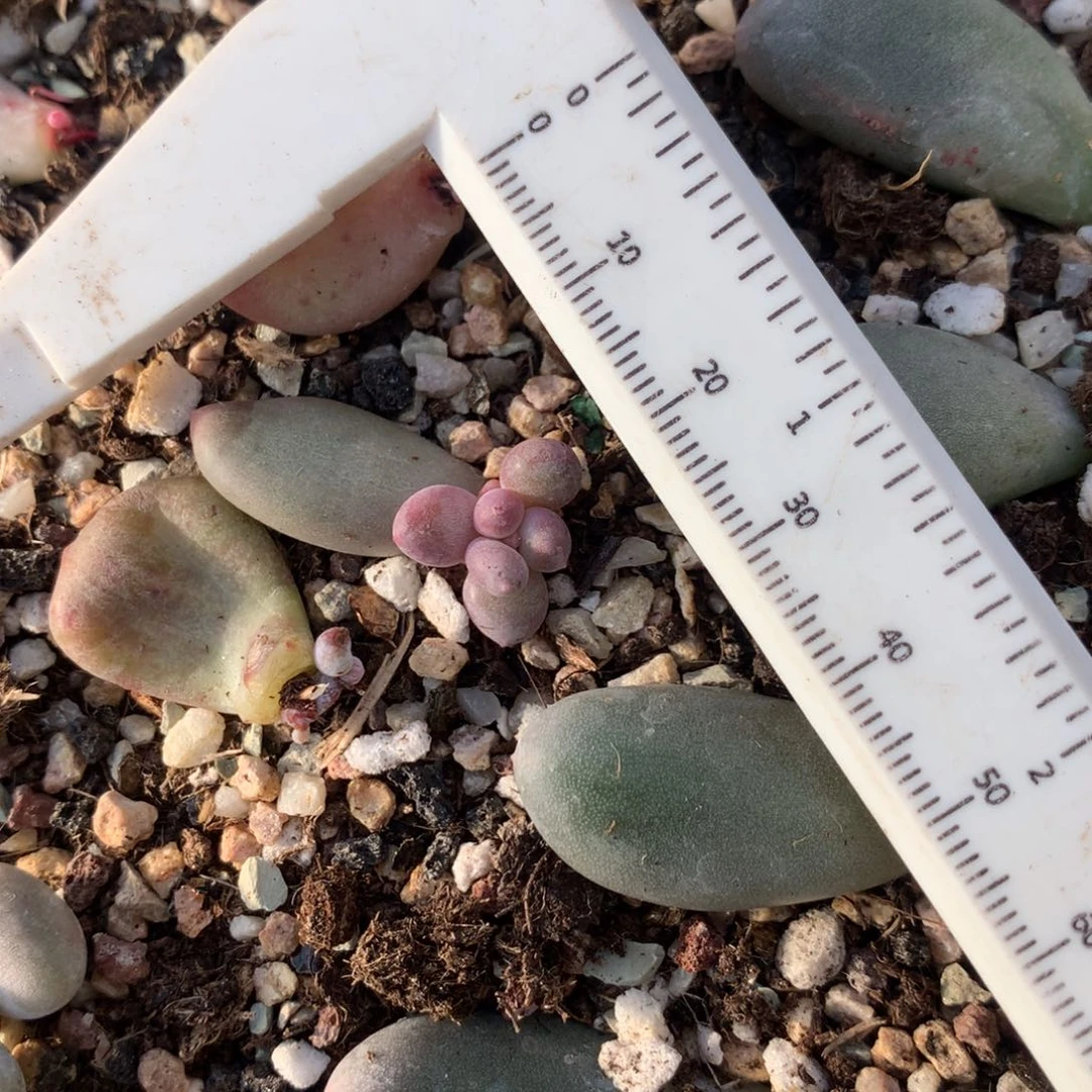 韩国彩虹奶一颗 不凑满28元发一片叶 不售后 到付