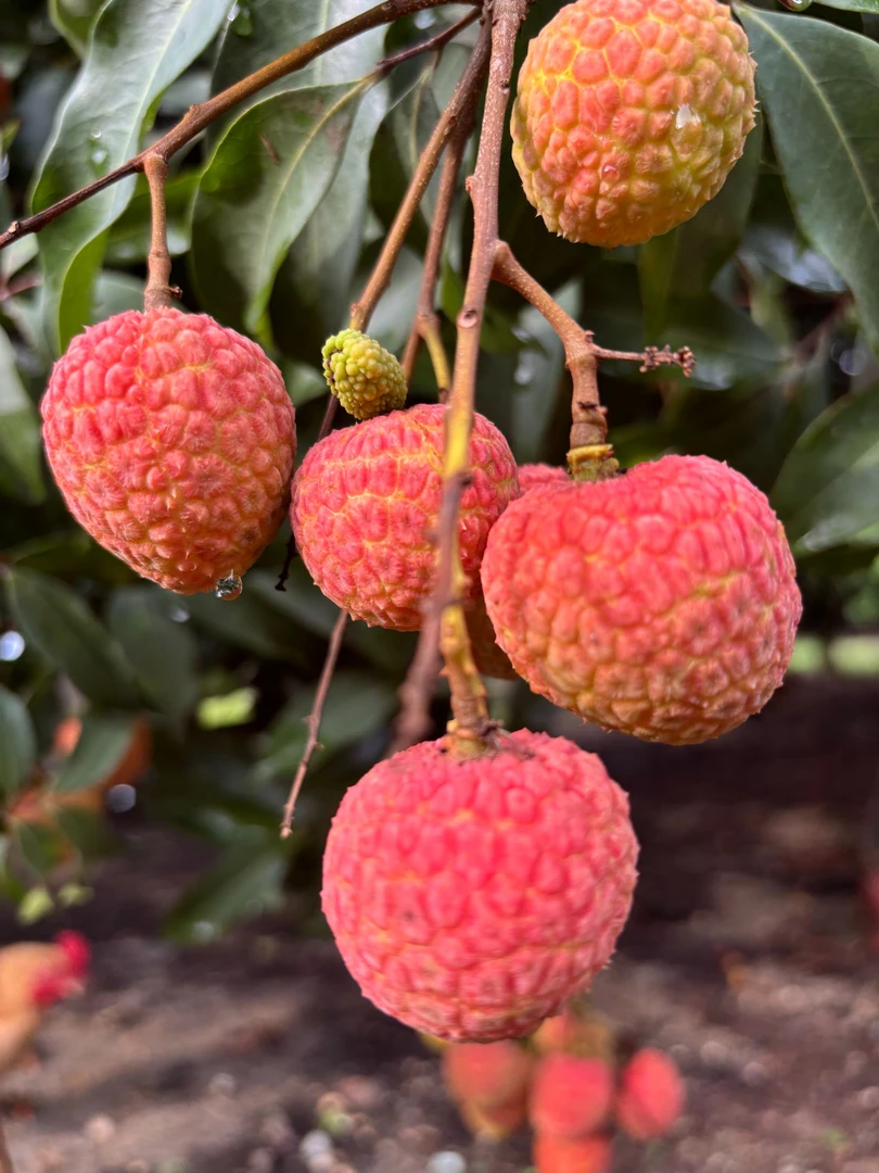 【顺丰冷链包邮】广东茂名高州白糖罂新鲜采摘现发原产地在直发