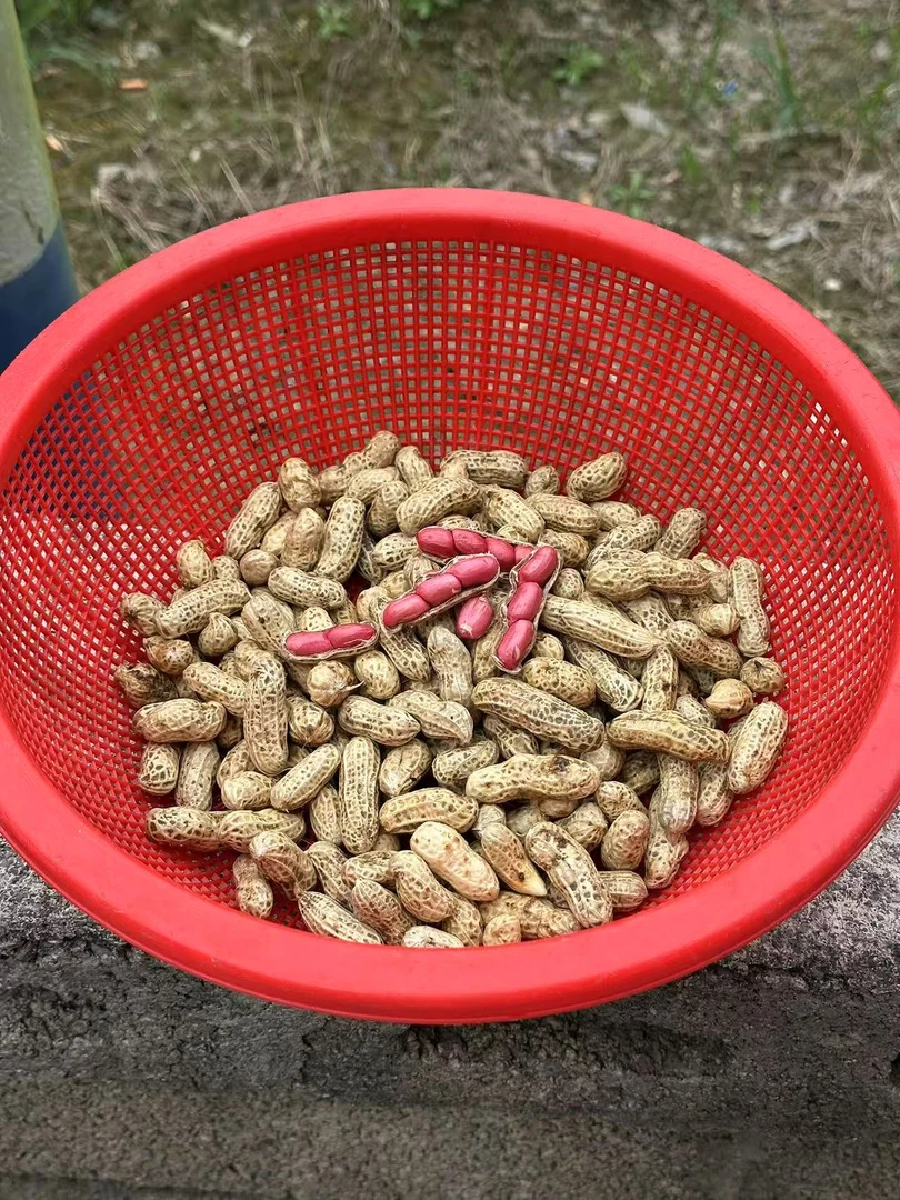 新鲜现挖带壳带泥红皮花生可水煮生吃农家自种