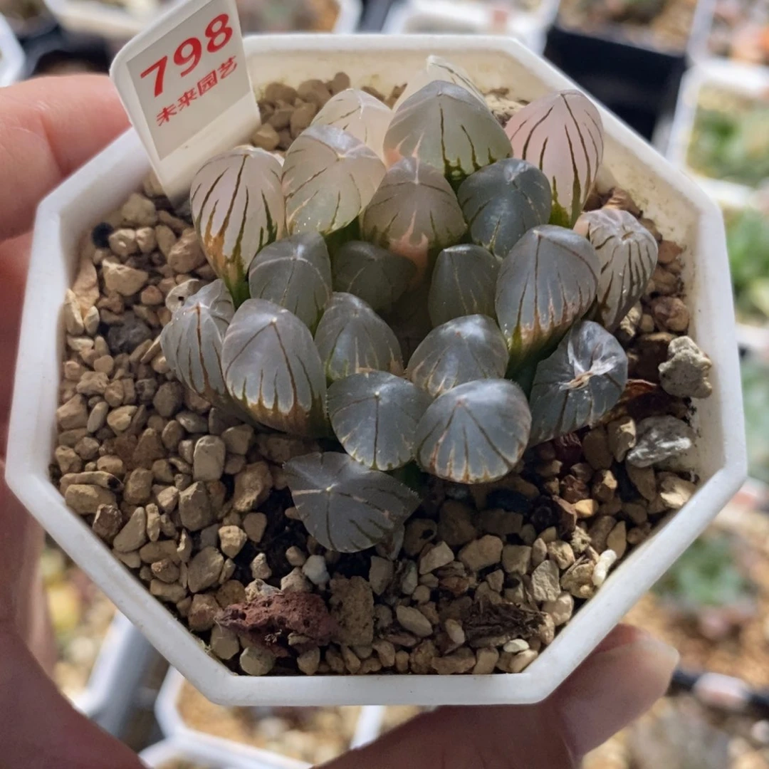 798霓虹灯玉露锦一物一拍