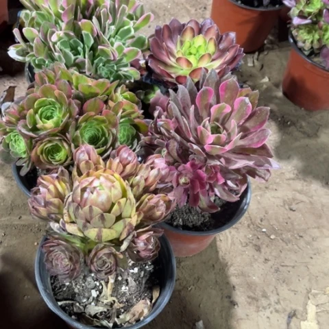 008多肉植物组合
