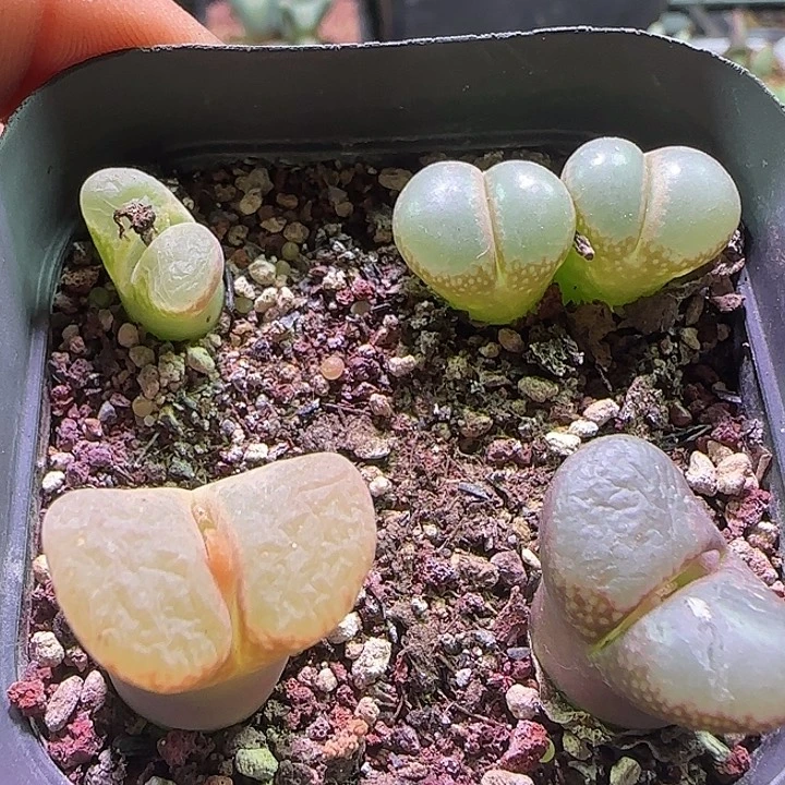 开播福利来啦。  931