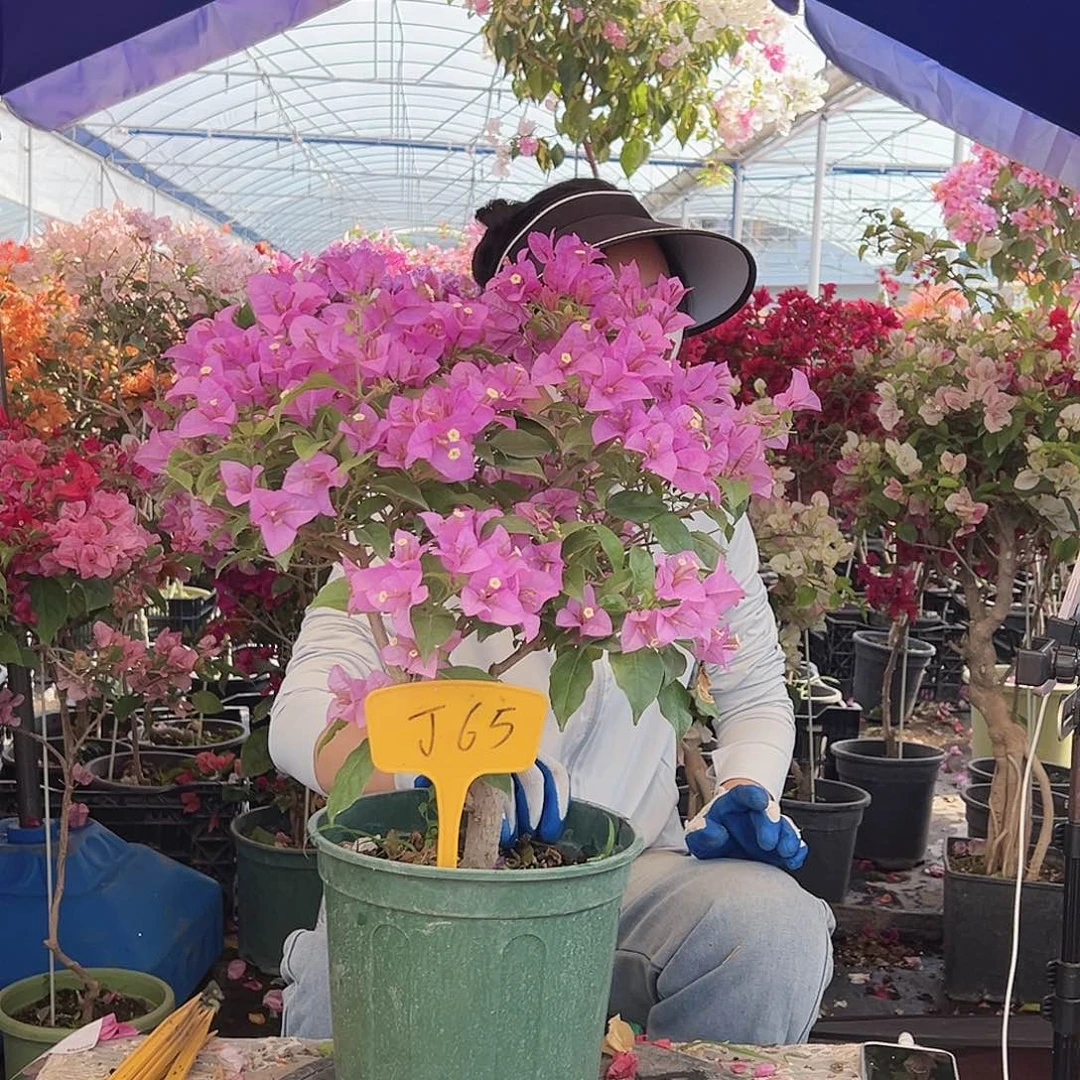 妍***噜大部分花苞少量开放J65巴西紫