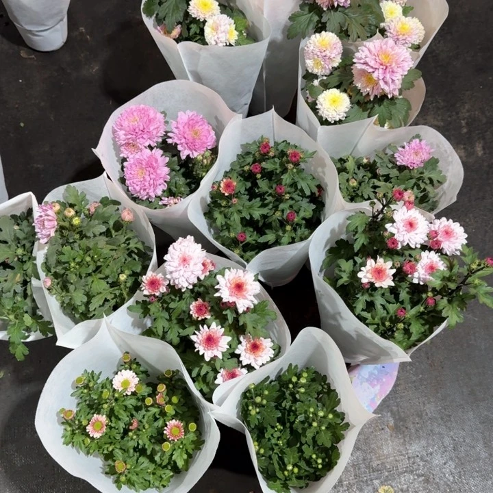 原盆原土｜菊花1盆（颜色不固定）