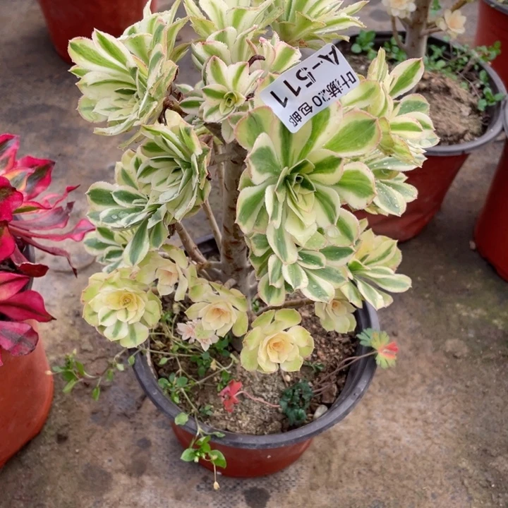 511白兰地多肉有砍