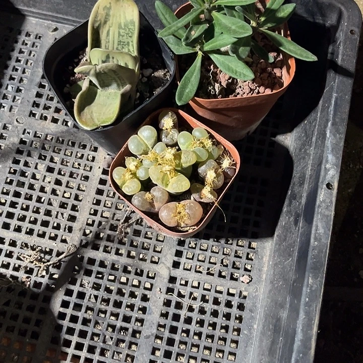 k***定向k3颗品种包邮