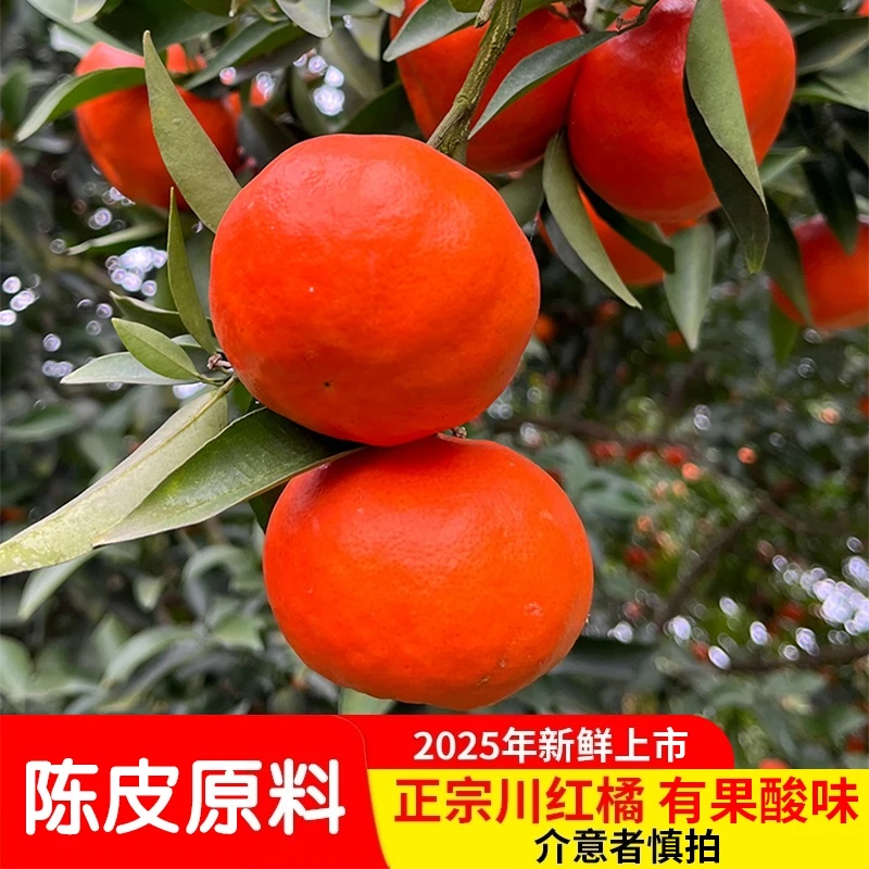 正宗万州古红橘川红桔大红袍柑陈皮原料现摘应季老树有籽柑橘5斤