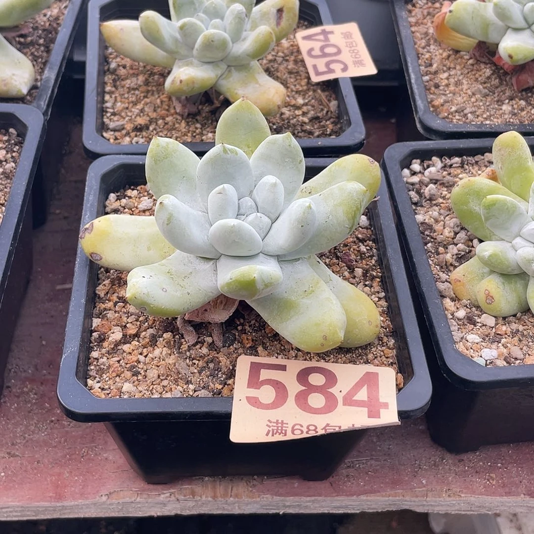 晨溪园艺仙女杯呀