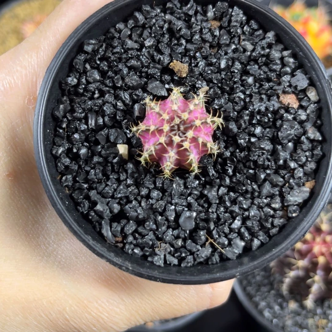 粉海神-^^^^^^——————