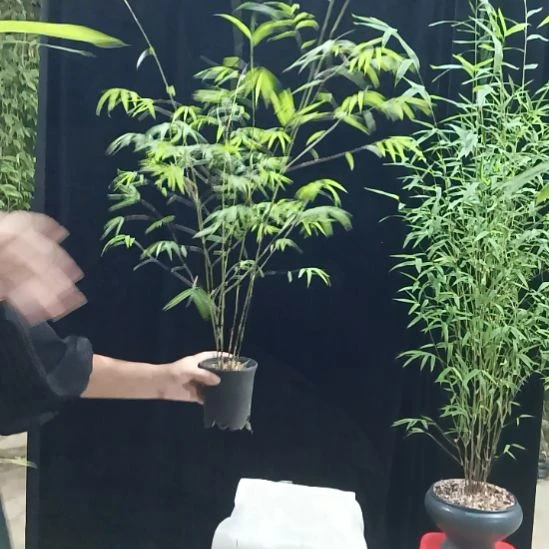 完全开放内门竹内门竹内门竹