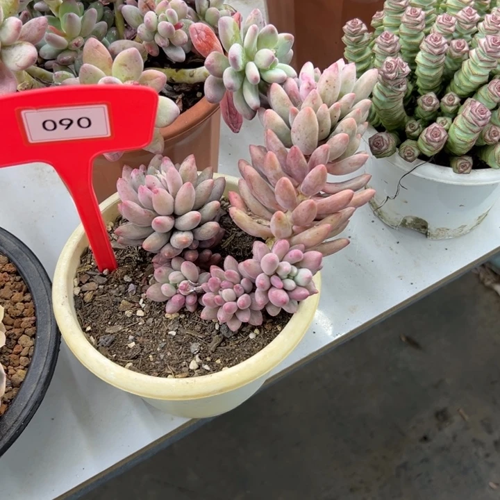 月*?红蜻蜓多肉植物090