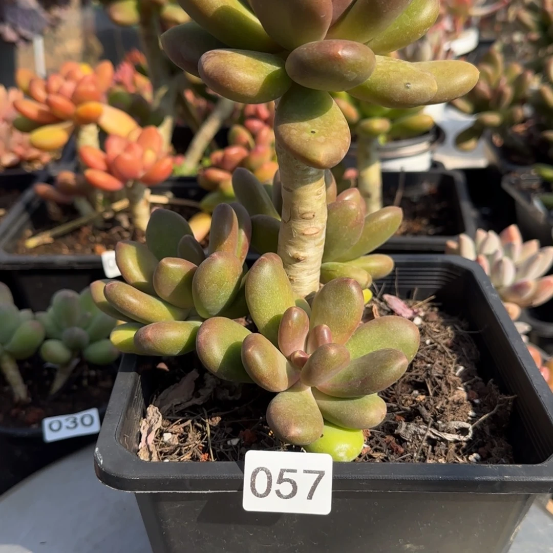 057号一物一拍一物一拍