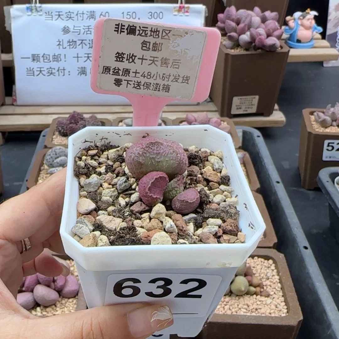 632巨猪宝多肉植物