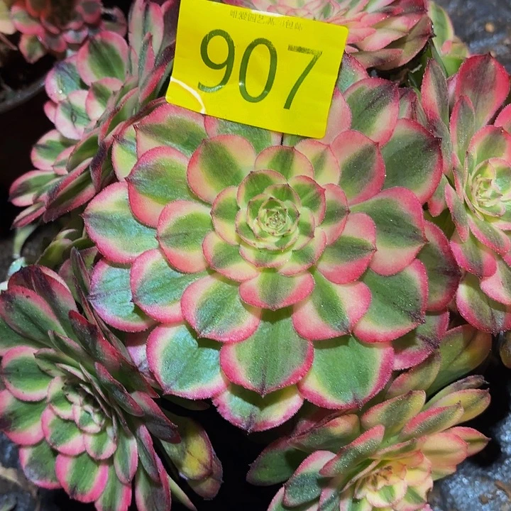 多肉植物福利907个