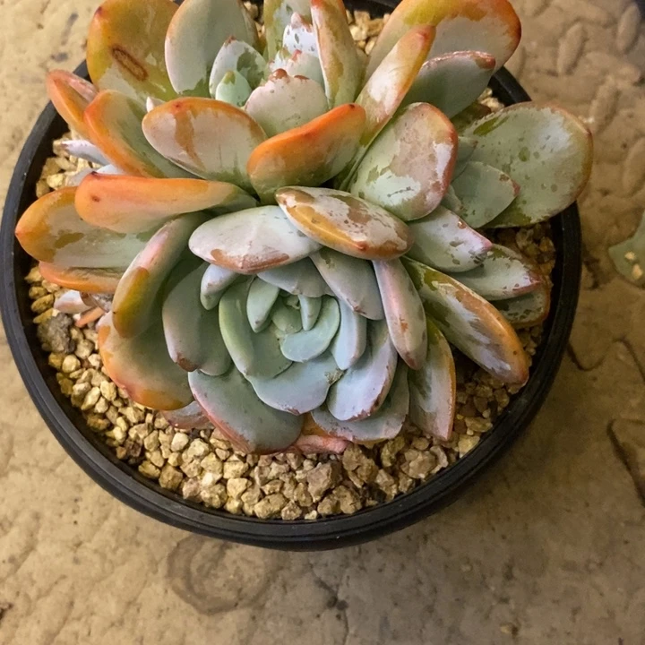 菠***萝888888888888888888