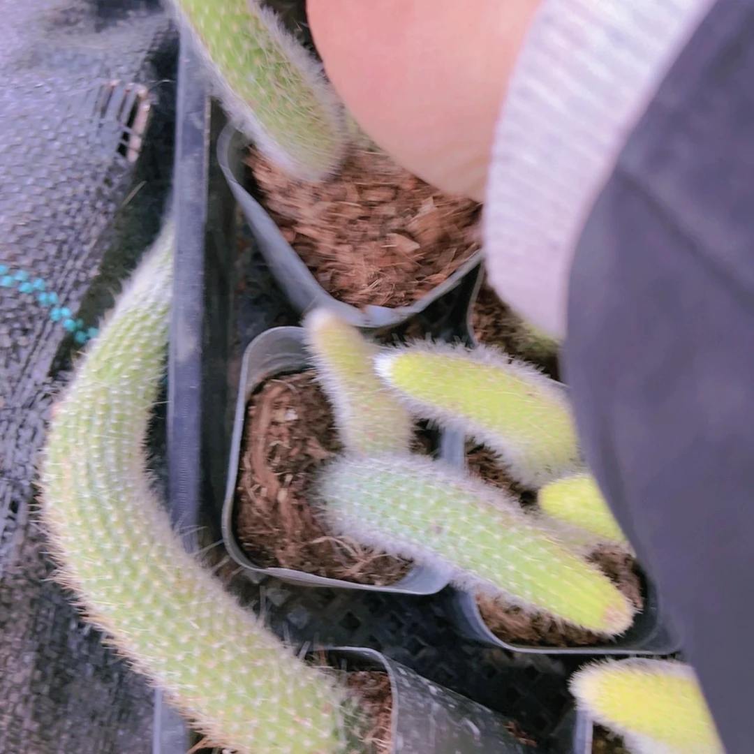 【闪购商品】3颗九尾狐