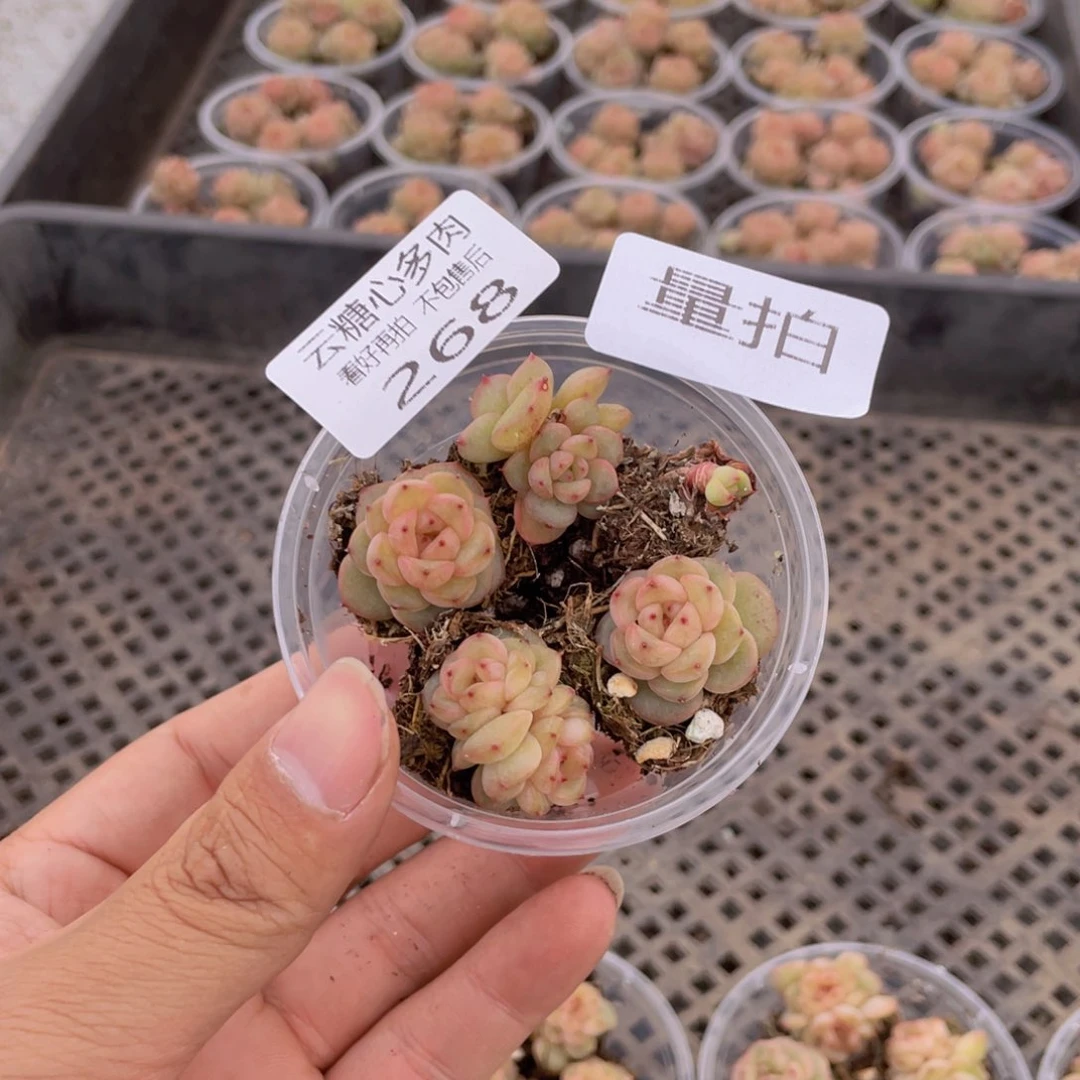 云糖心多肉植物268