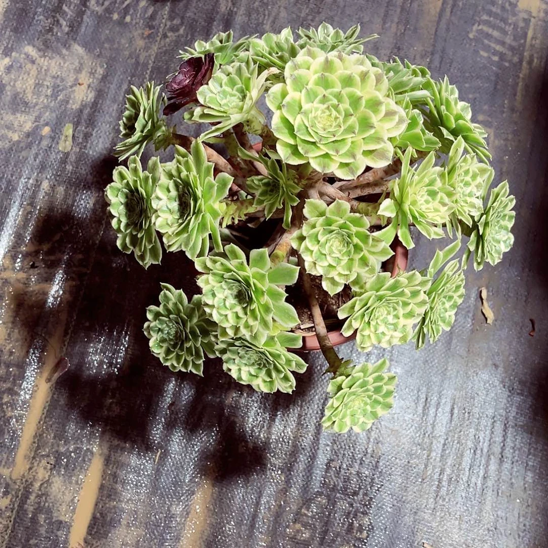 法师多肉哈哈哈哈