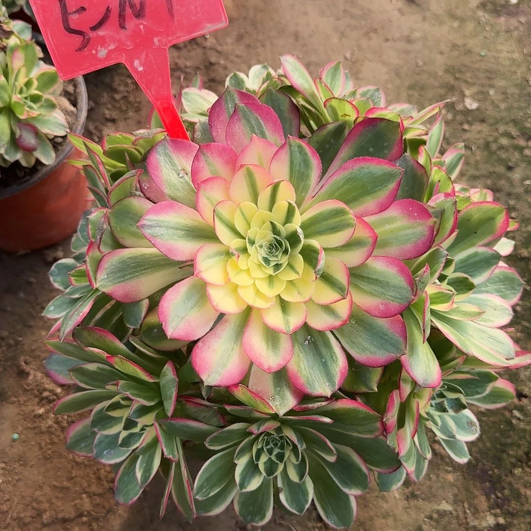 5-107海王多肉法师