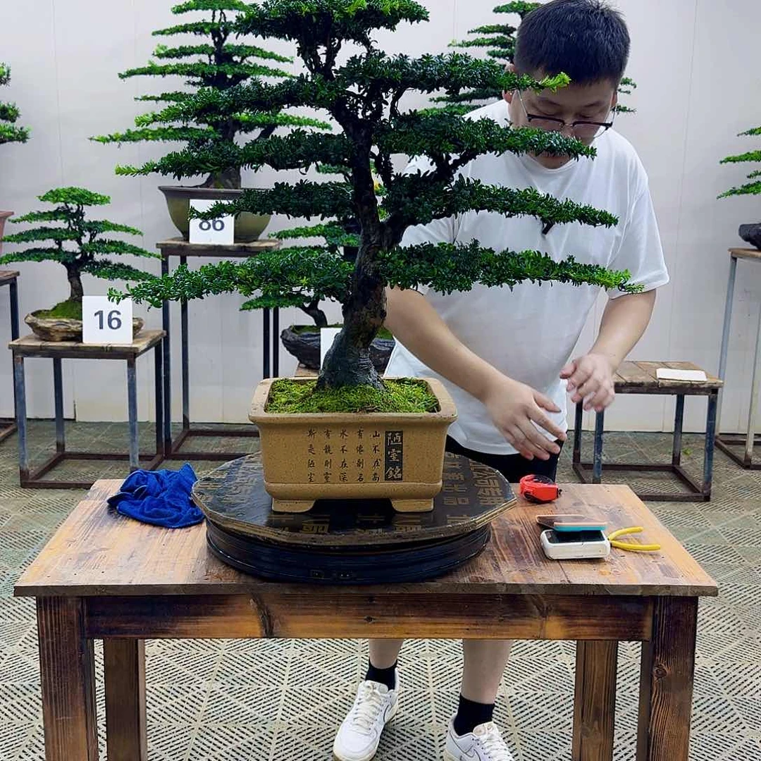 无花朵珍珠红芽罗汉松造型盆景