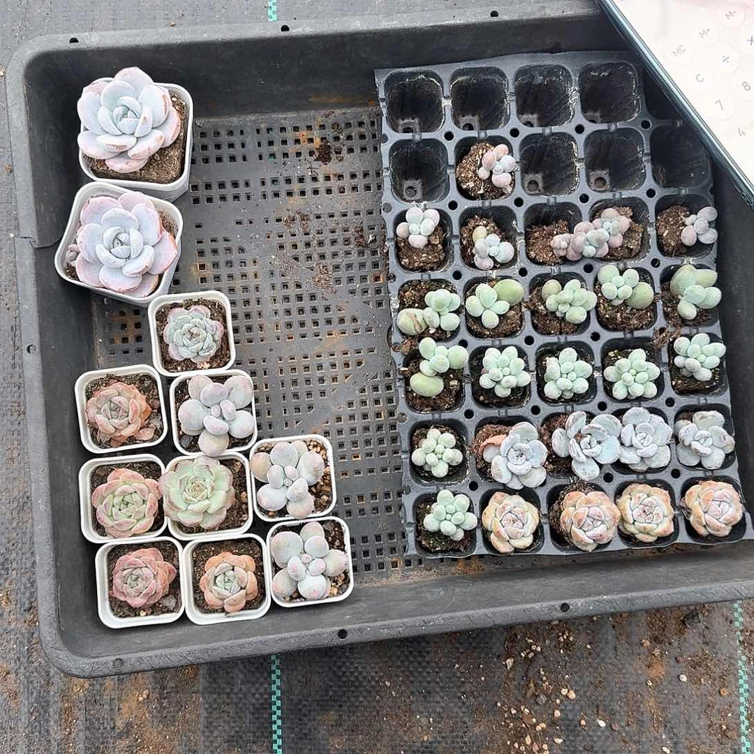 过眼云烟一物一拍