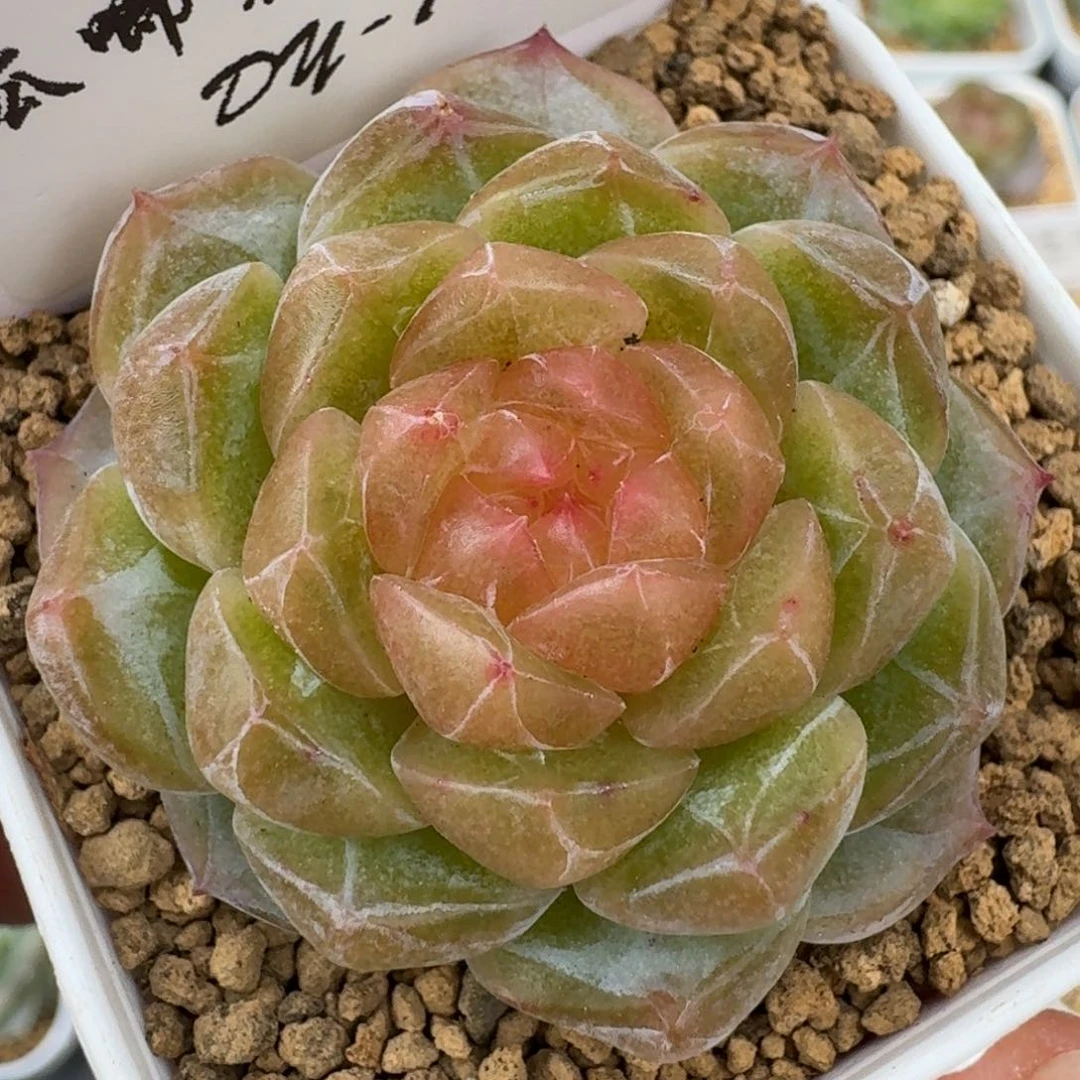 芥***事0615-074-编号单头