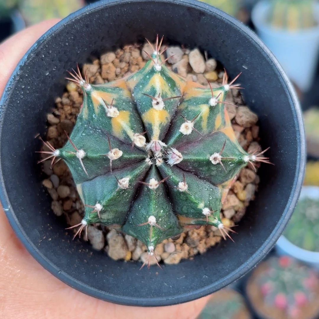 泰系实生米哈等等12号