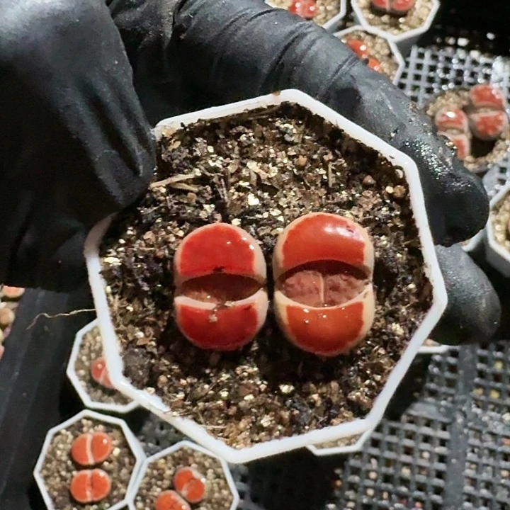 生石花1111。   617