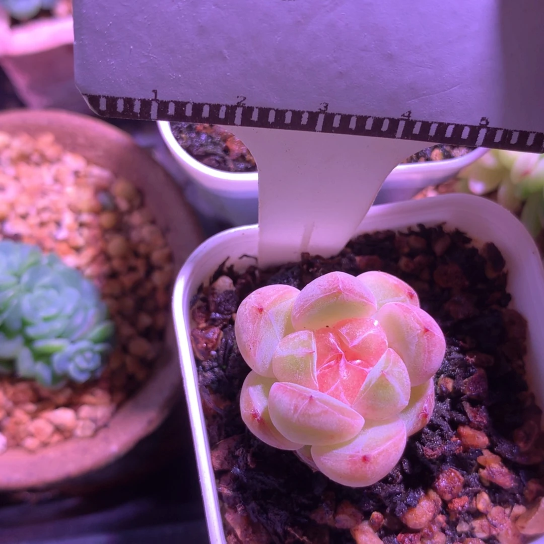 ****魚珍妮优选精品58包邮