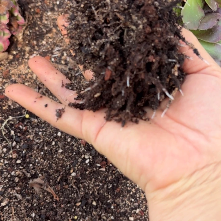 哈哈多肉葡萄福利来079