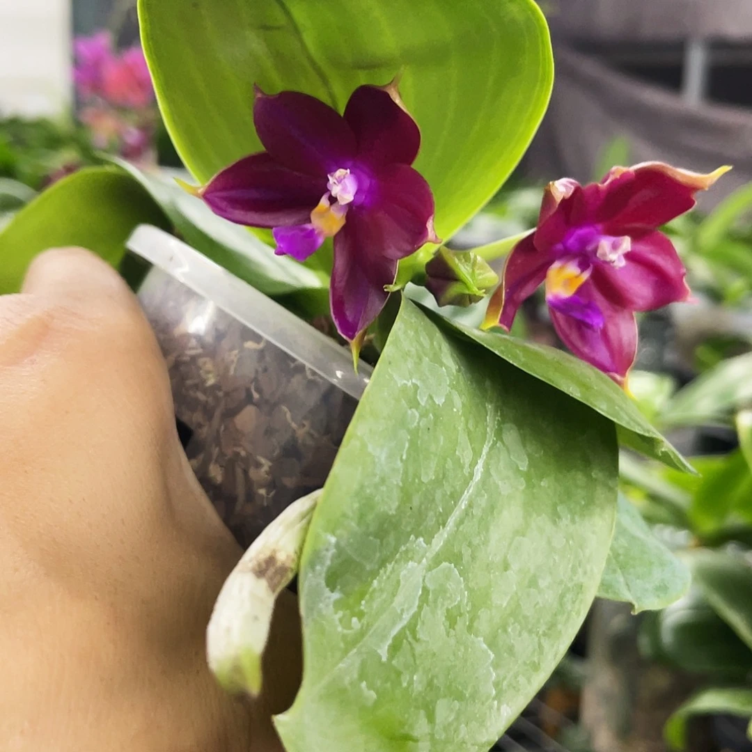 当前无花栽培后可以开花已*置原生2.8